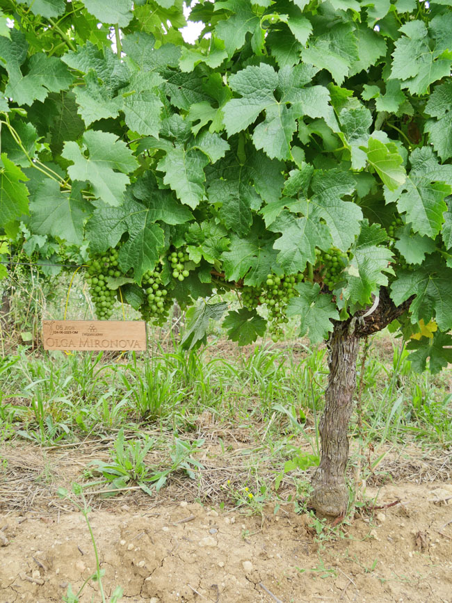 Виноградник на урожай